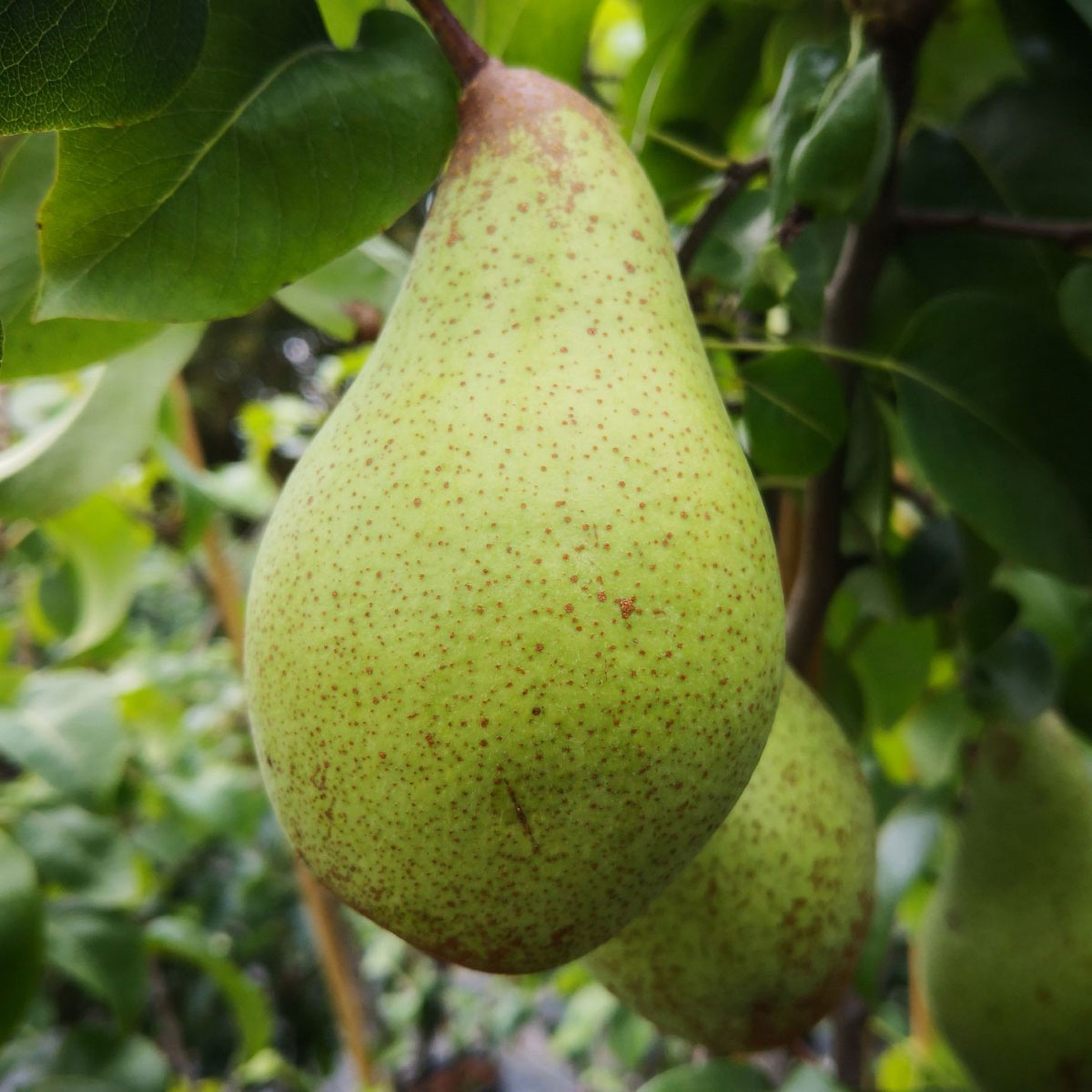 Birne Gräfin von Paris