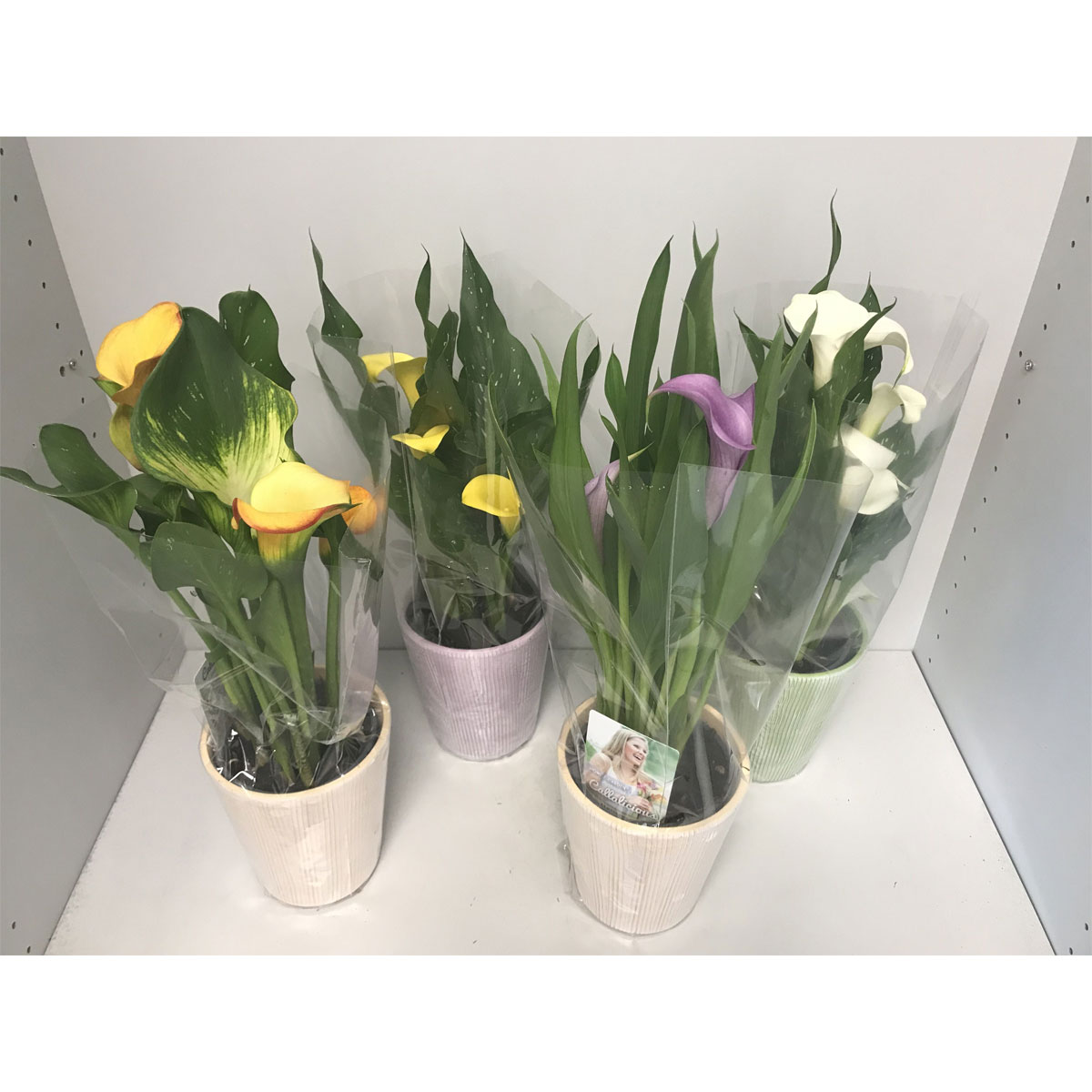 Plantiflor  Zimmercalla River verschiedene Farben im Übertropf