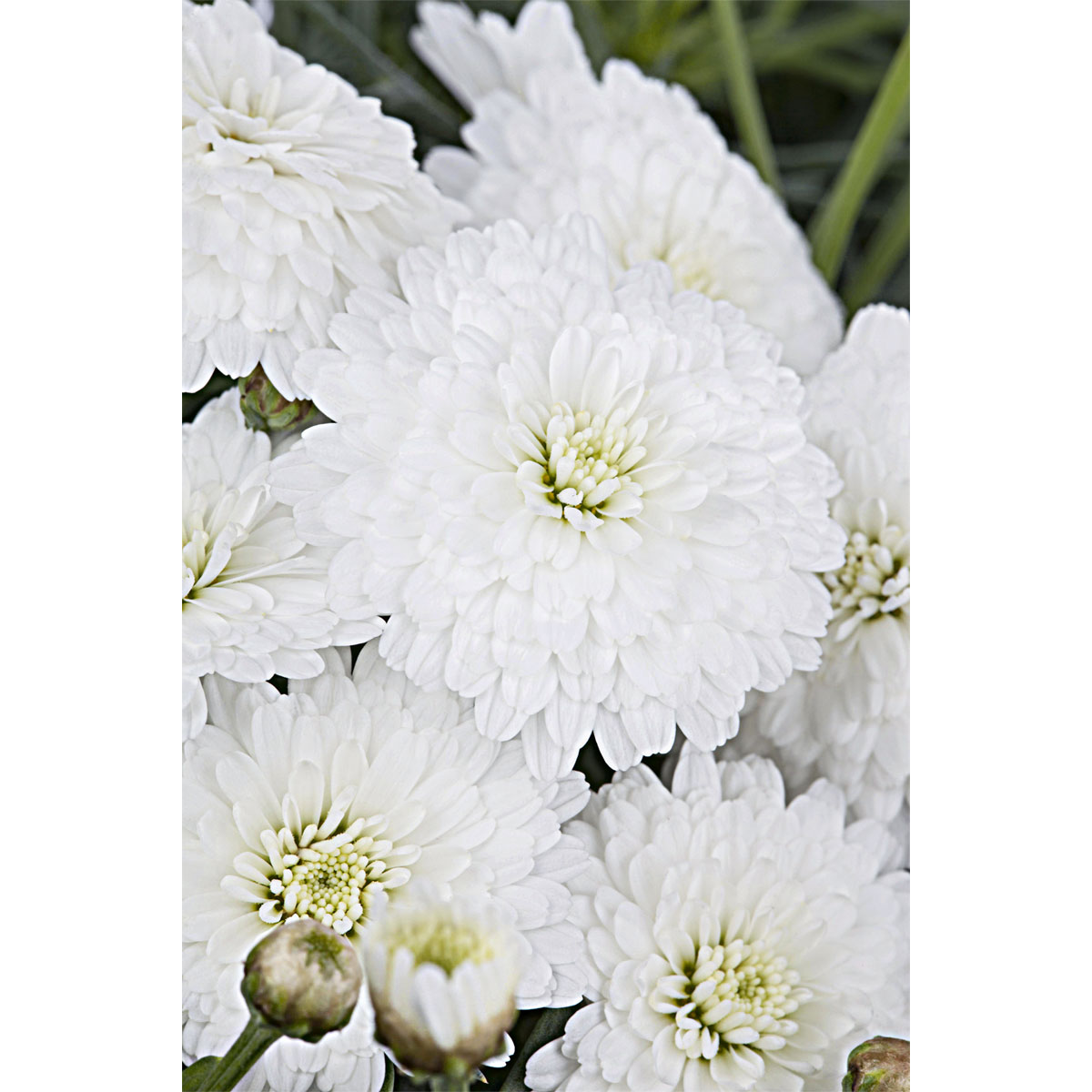 Plantiflor  Strauchmagerite Molimba Topf Durchmesser 13 cm Bild 2