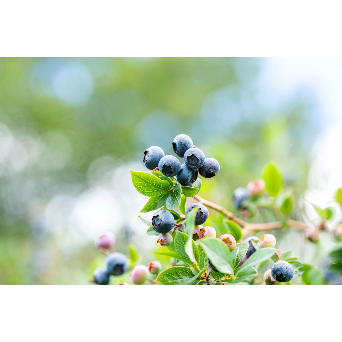 Plantiflor Heidelbeere Topf Durchmesser 23 cm