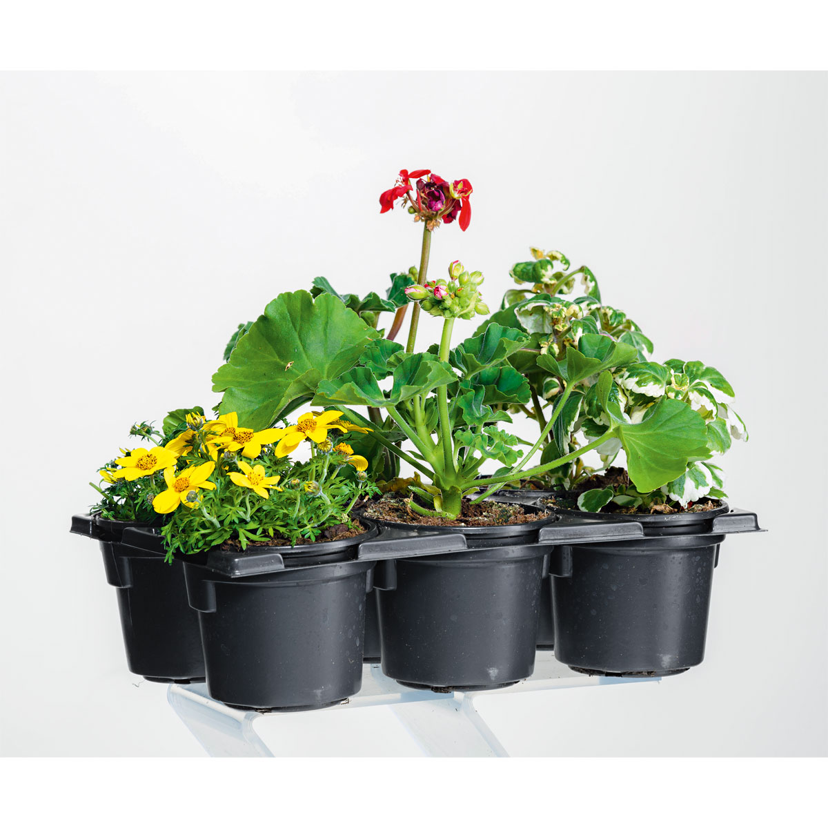 Plantiflor  Bunter Balkonkasten Tradition 6er-Pack Bild 3