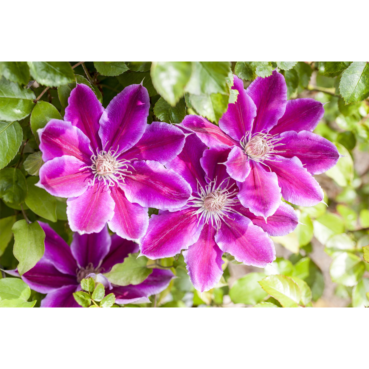 Plantiflor Großblumige Waldrebe Dr Ruppel Topf Durchmesser 17 cm