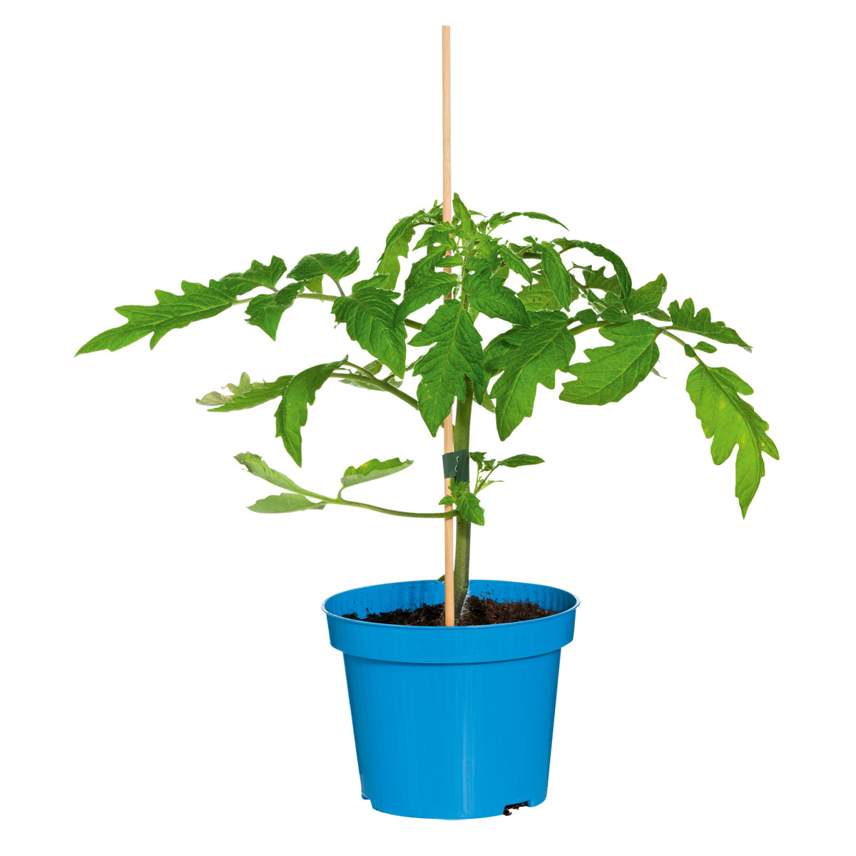 Plantiflor Veredelte Salattomate Topf Durchmesser 12 cm Bild 2