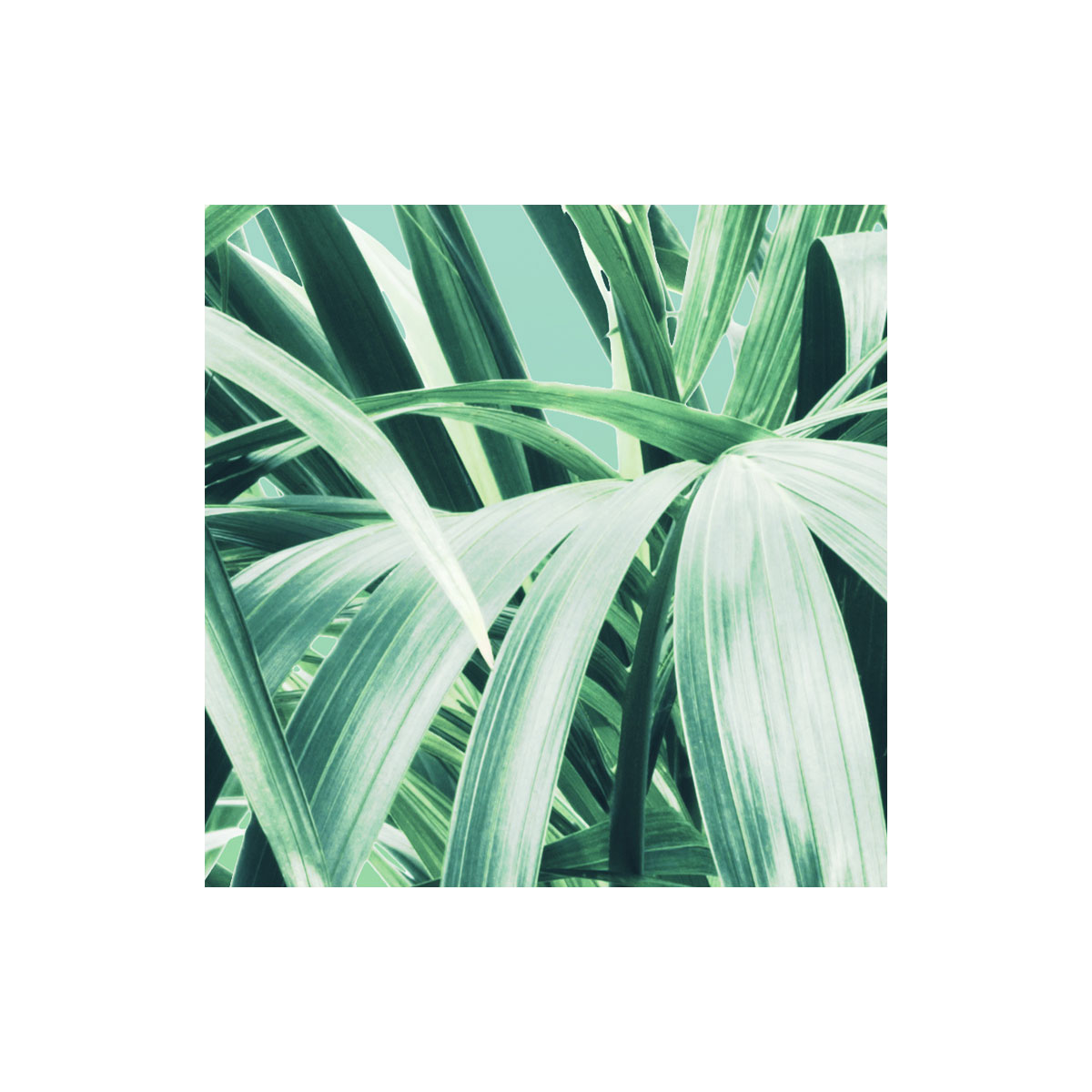 Komar  Vlies Fototapete Evergreen 200x250 cm Bild 7