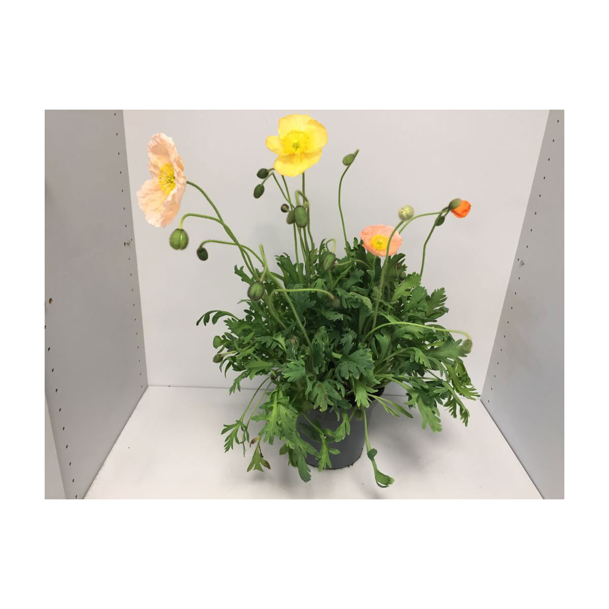 Plantiflor  Islandmohn T19