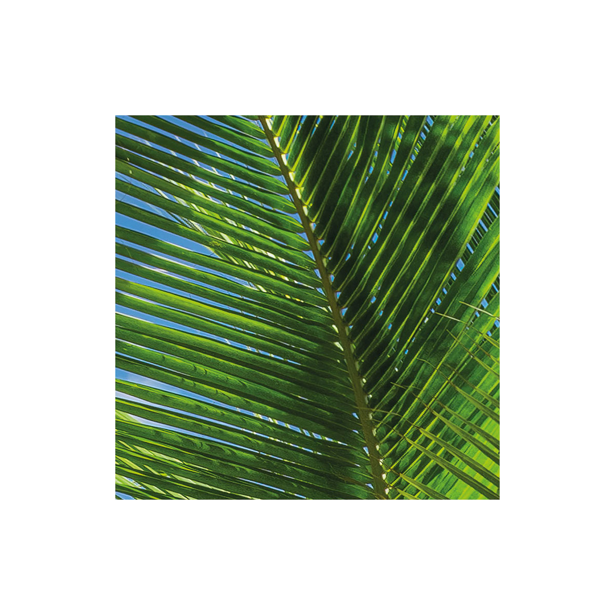 Komar  Vlies Fototapete Caribbean Days II 450x280 cm Bild 7