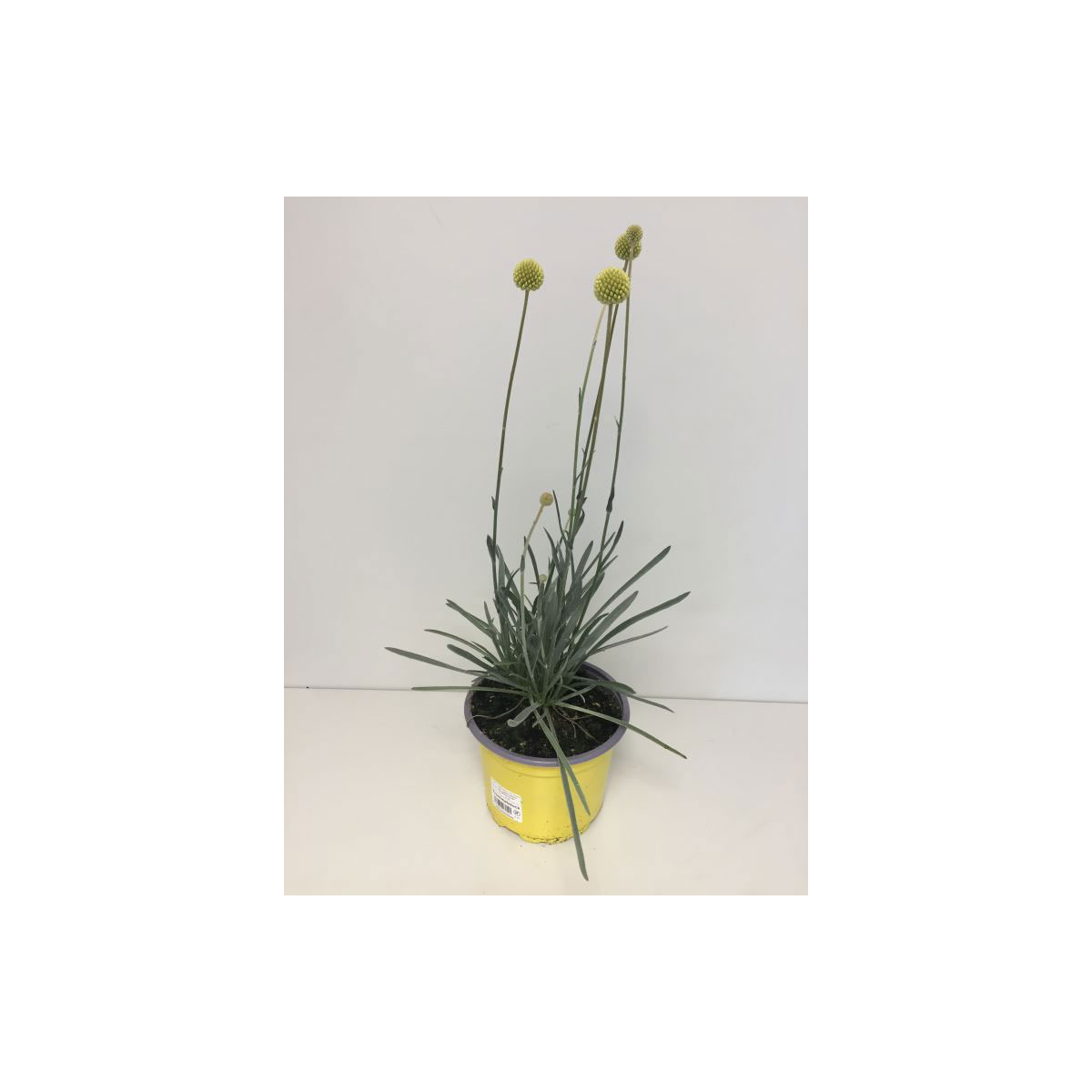 Plantiflor  Ziergras Golf Beauty T17