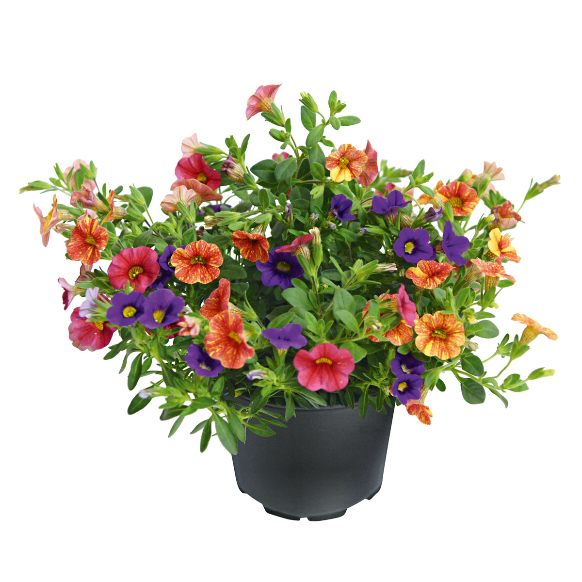 Plantiflor  Zauberglöckchen dreifarbig Topf Durchmesser 12 cm