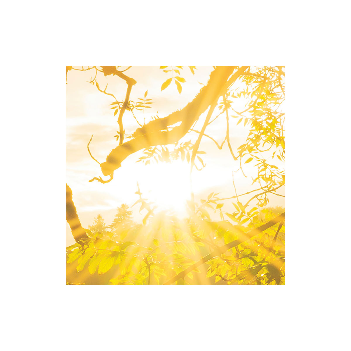 Komar  Vlies Fototapete Golden Embrace 400x250 cm Bild 7