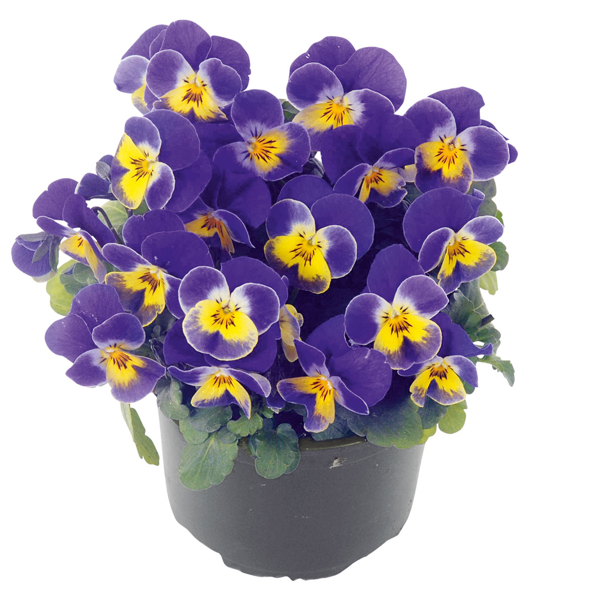 Plantiflor  Hornveilchen Topf Durchmesser 9 cm Bild 1