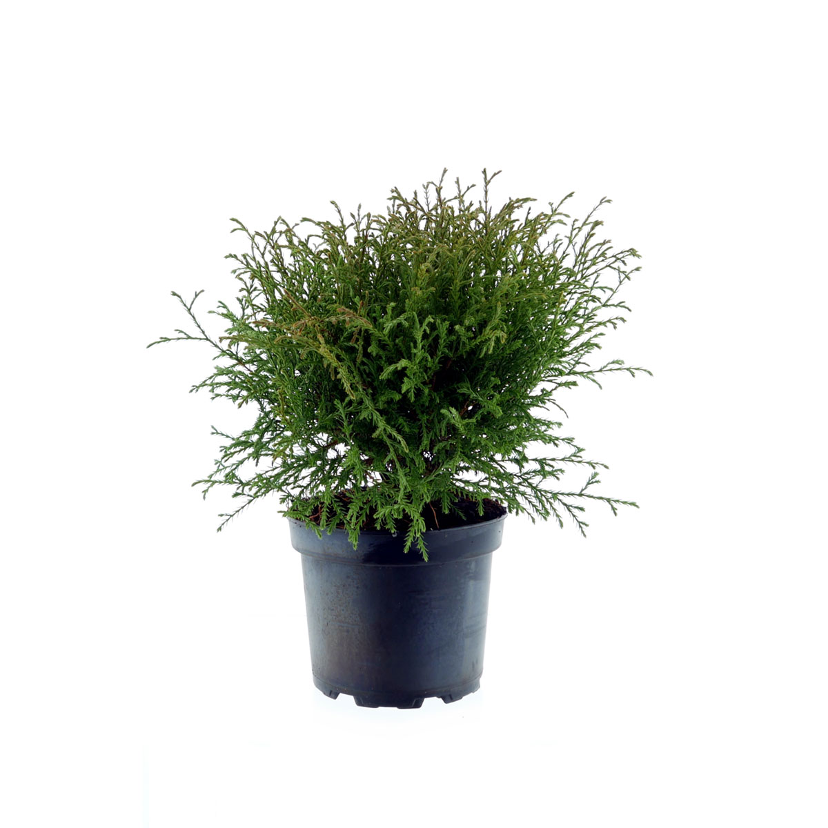 Plantiflor Abendländischer Lebensbaum Bowling Ball Topf Durchmesser 17 cm