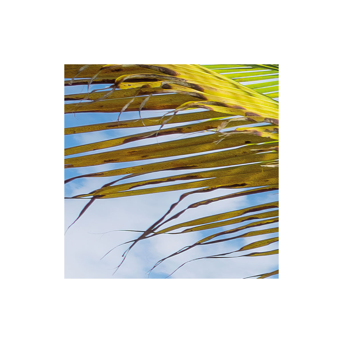 Komar  Vlies Fototapete Caribbean Days II 450x280 cm Bild 6