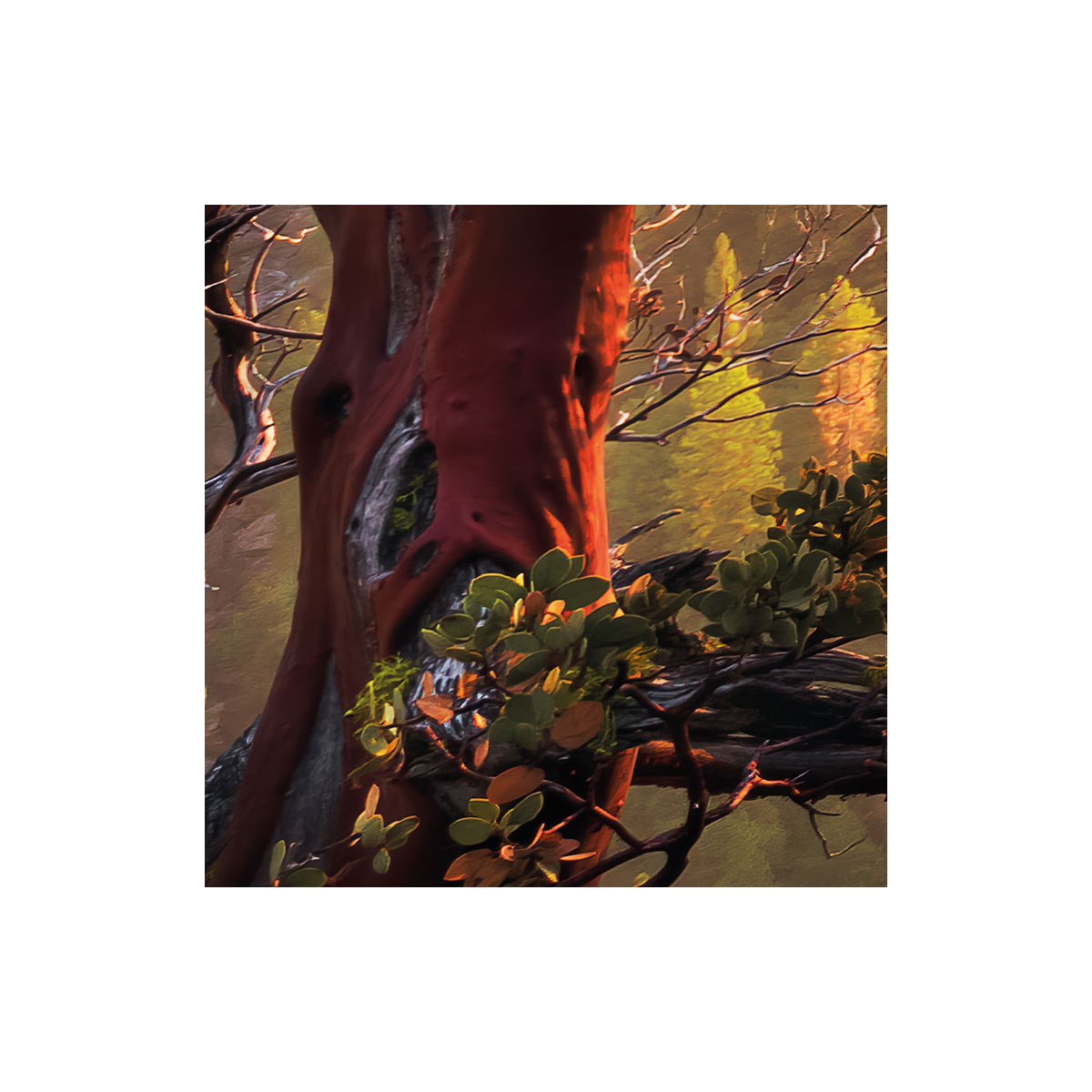 Komar  Vlies Fototapete Yosemites Secret 450x280 cm Bild 6