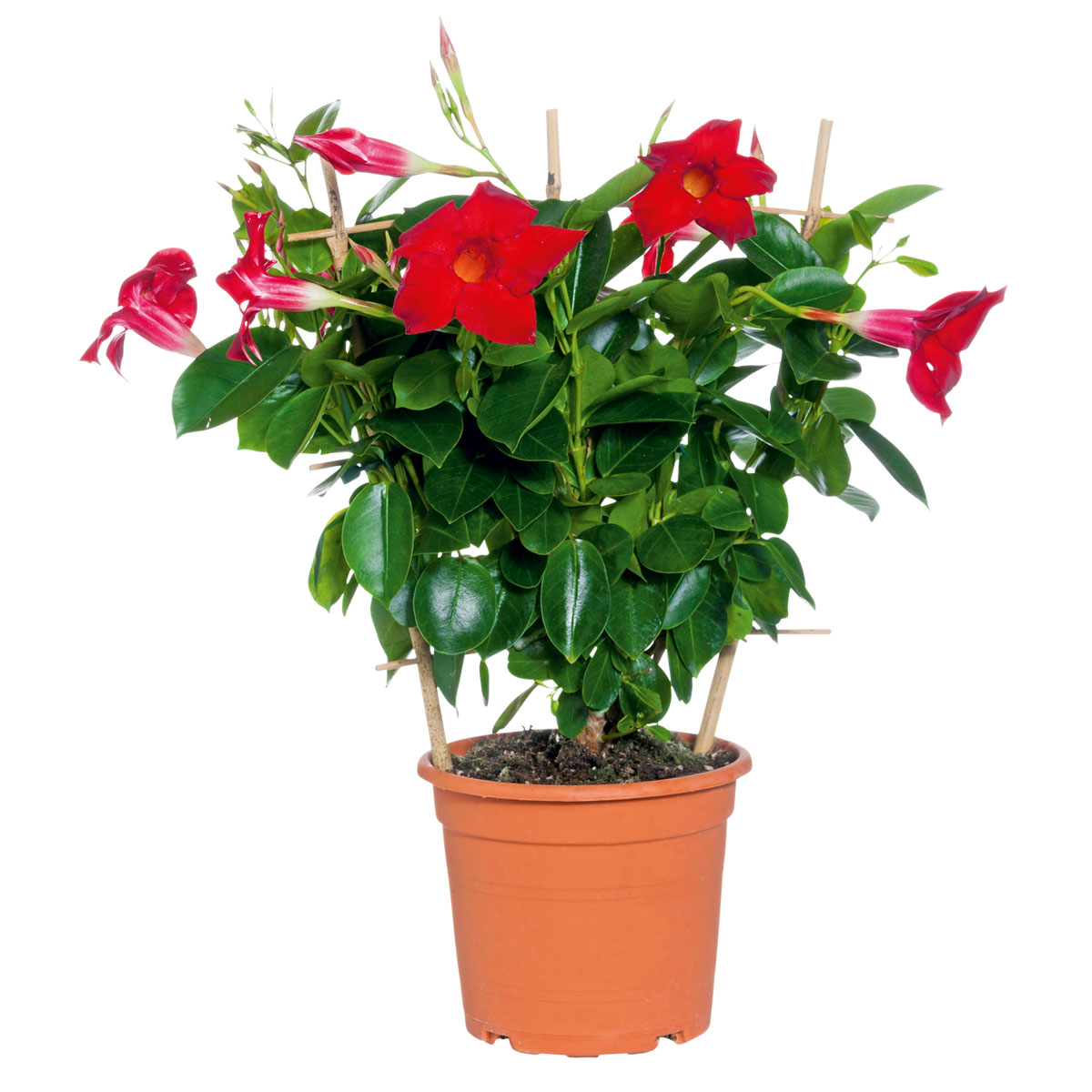 Plantiflor  Dipladenia Sundaville am Spalier Topf- Durchmesser 14 cm Bild 1