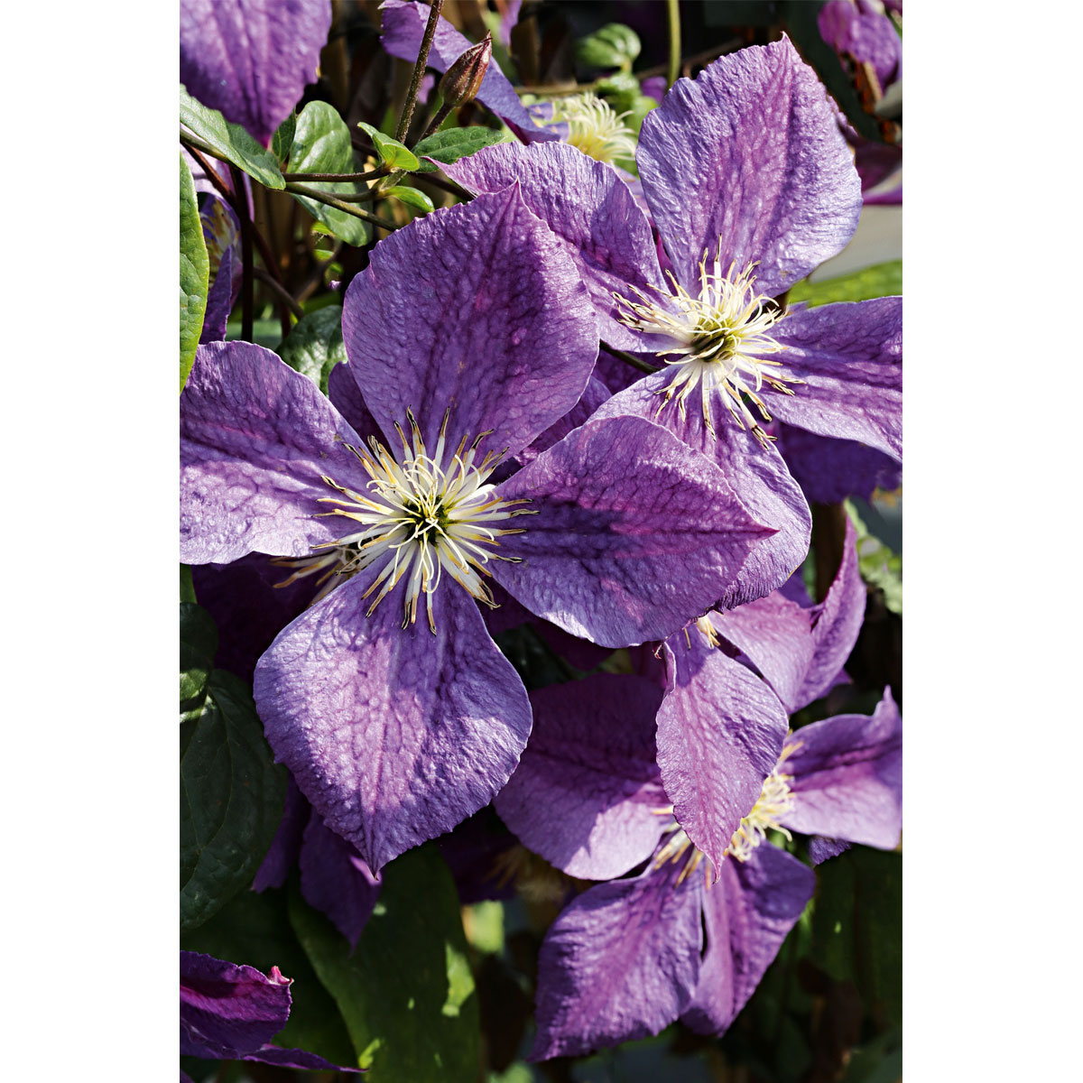 Plantiflor Waldrebe Jackmanii Topf Durchmesser 17 cm Bild 2