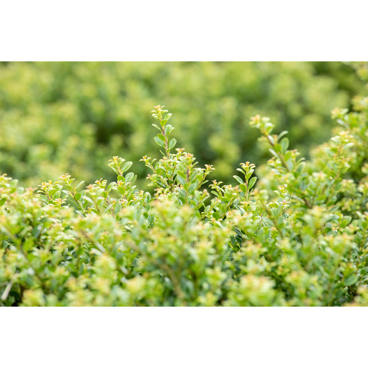 Plantiflor Berg-Ilex Glorie Dwarf Kugelform Topf Durchmesser 19 cm