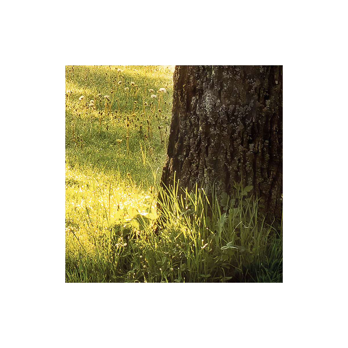 Komar  Vlies Fototapete Golden Moment 400x250 cm Bild 9