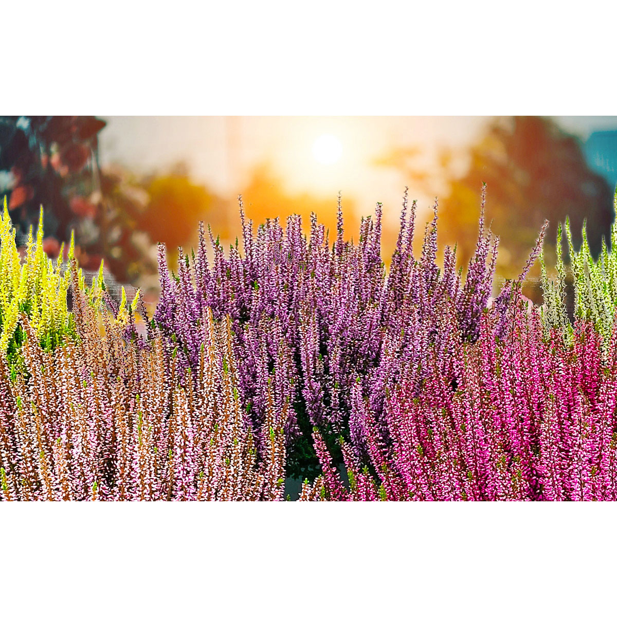 Plantiflor  Knospenblüherheide Calluna Beauty Ladies Topf-⌀ 6 cm Bild 3