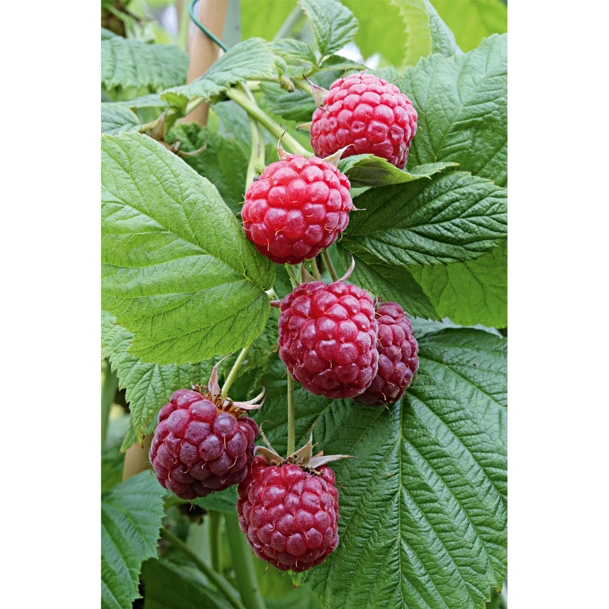 Plantiflor Himbeere Glen Coe Topf Durchmesser 17 cm Bild 2