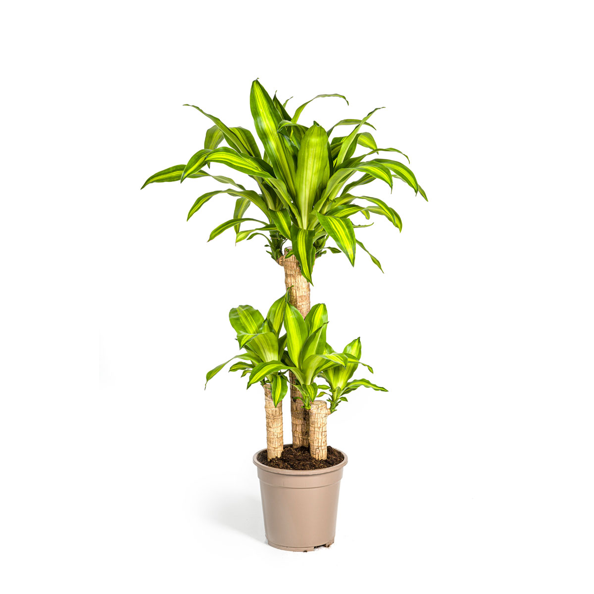 Duftender Drachenbaum „Massangeana“, Topf Ø 21 cm Bild 1