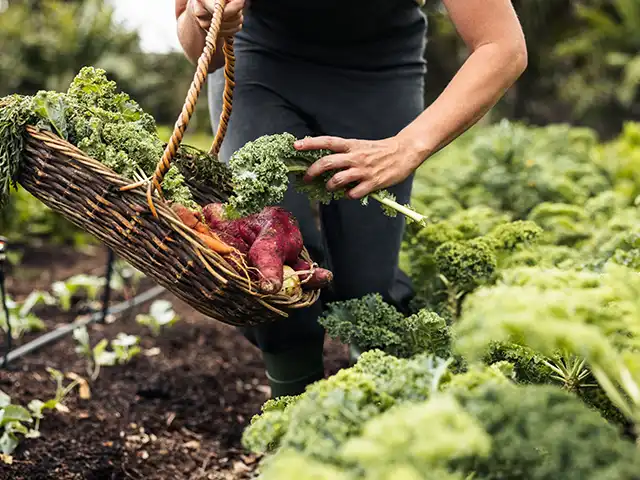 Eine Person erntet Grünkohl und Süßkartoffeln in einem Gemüsegarten mit grünem Laub.