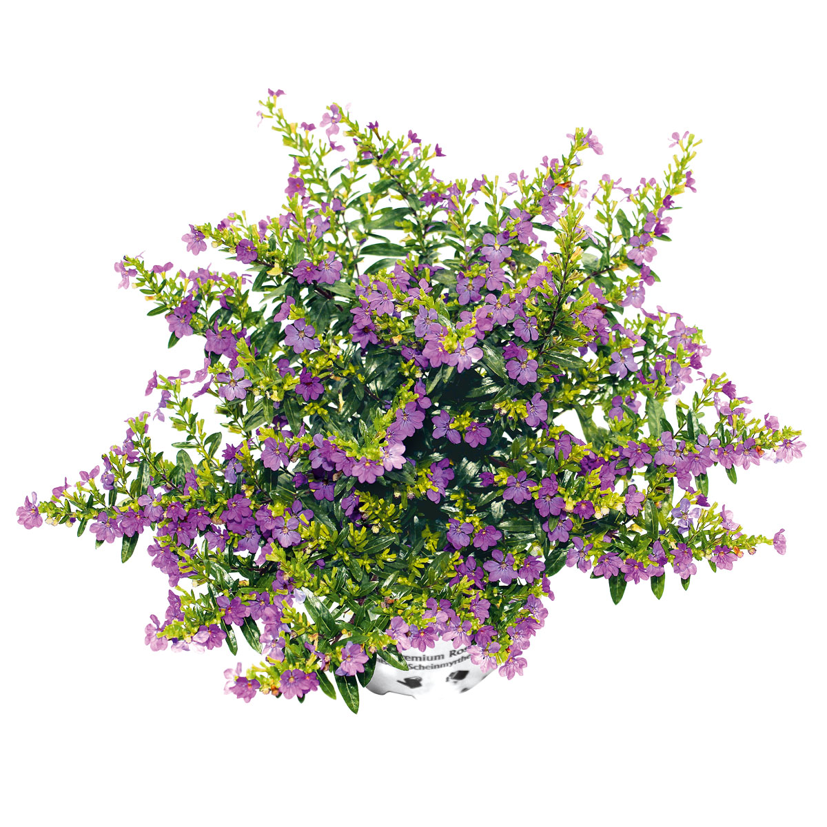 Plantiflor  Japanische Scheinmyrthe Flori Glory Topf 11 cm Bild 2