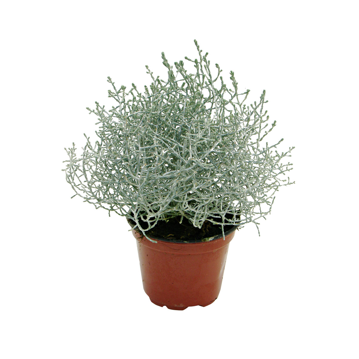 Plantiflor  Silberkörbchen Topf Durchmesser 10,5 cm Bild 1