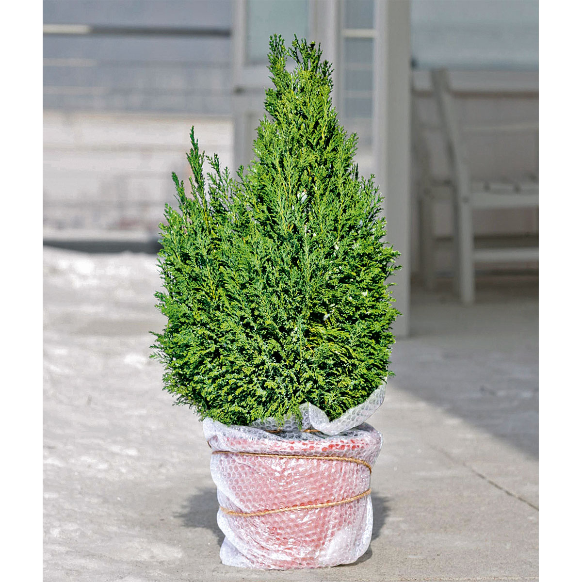 WInter-Kälteschutzfolie 5 x 1 m Bild 2