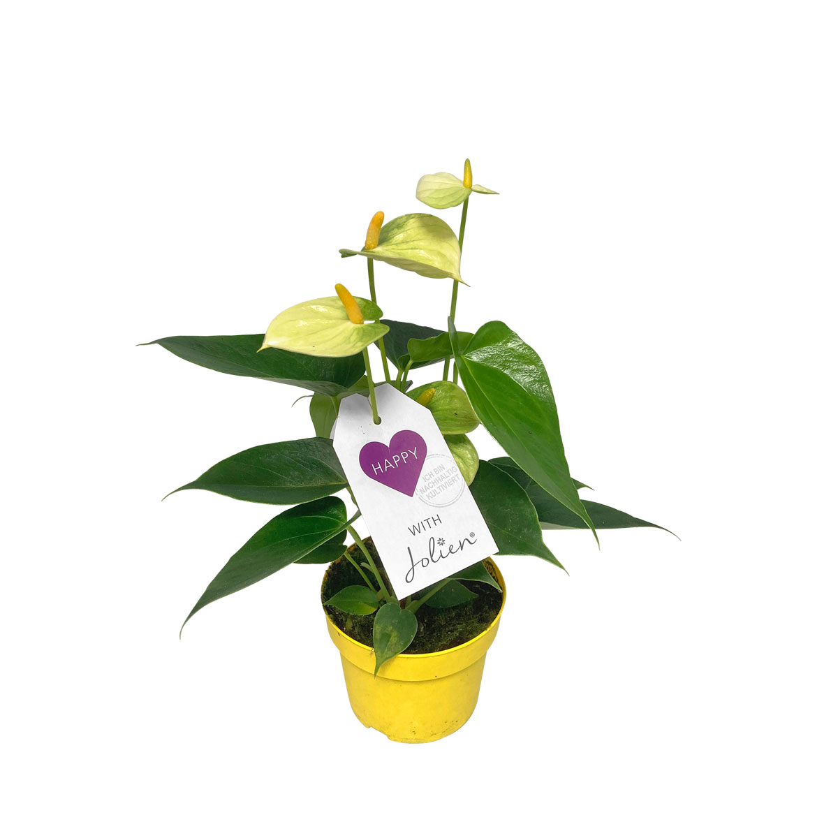 Plantiflor  Flamingoblume Ton in Ton Topf- Durchmesser 10,5 cm Bild 3