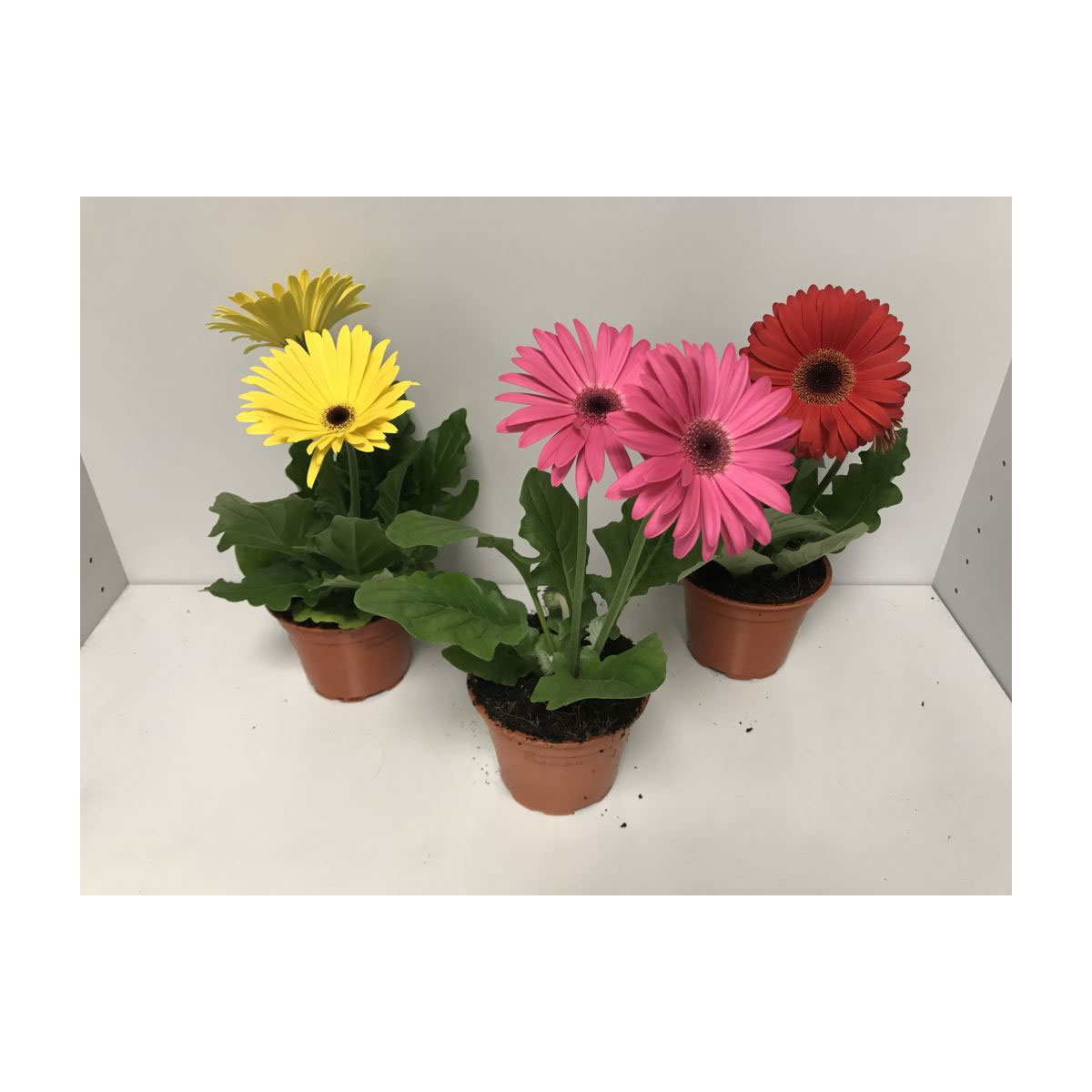 Plantiflor  Gerbera-Mix 25-35 cm T12