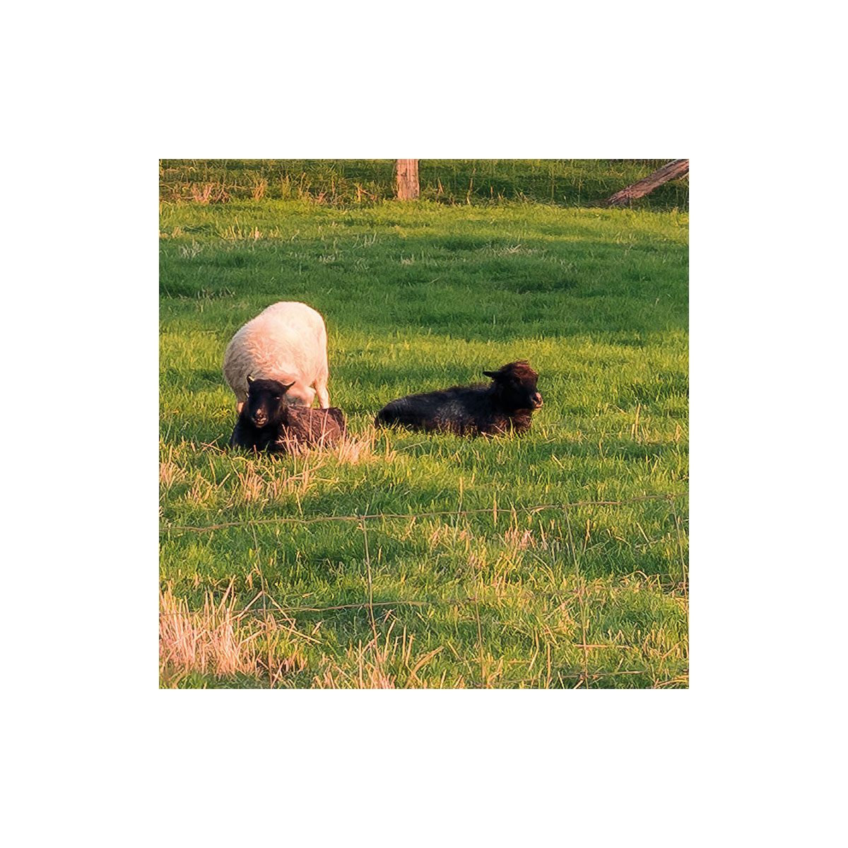 Komar  Vlies Fototapete Tage wie Diese 450x280 cm Bild 7