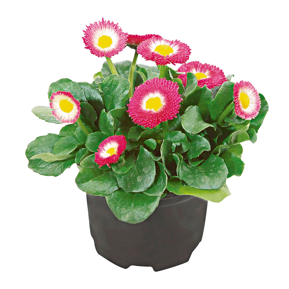 Plantiflor  Gänseblümchen verschiedene Farben