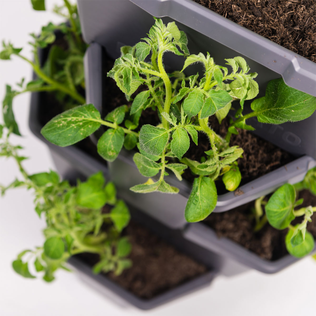 Anzuchtsgefäß Paul Potato anthrazit 4er Set Bild 3