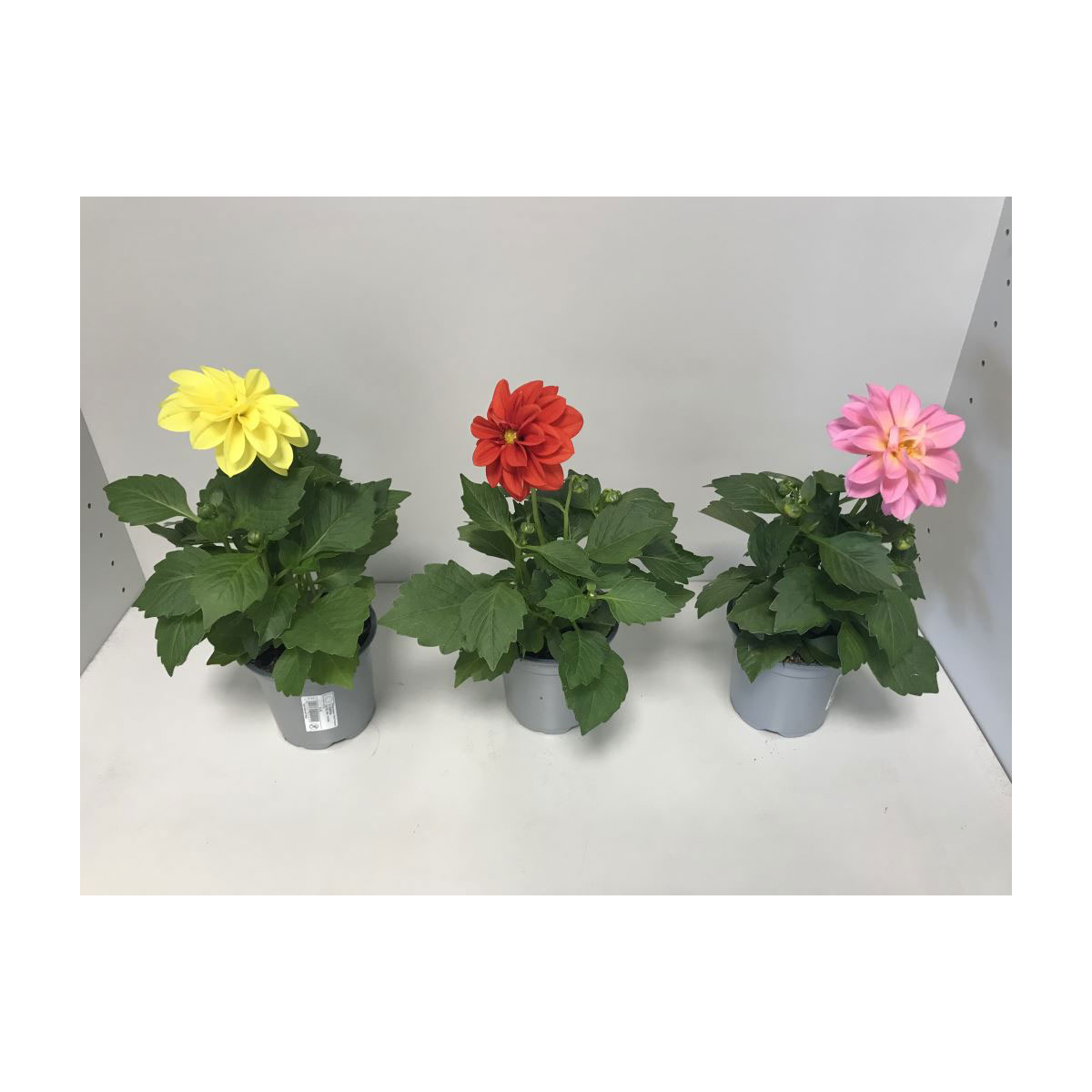 Plantiflor  Dahlien verschiedene Farben T 10,5