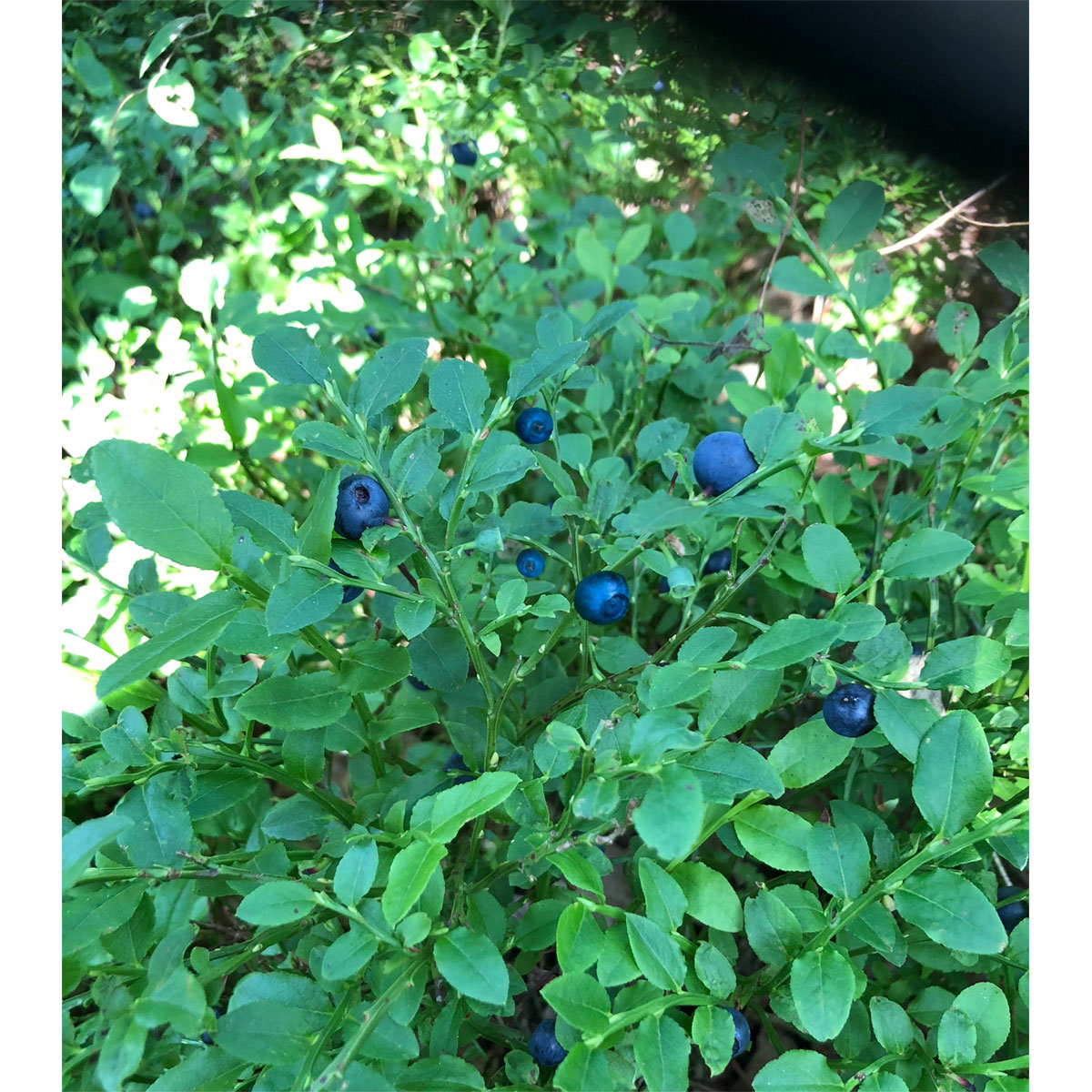 Plantiflor Blaubeere Wilde Küche Topf Durchmesser 17 cm