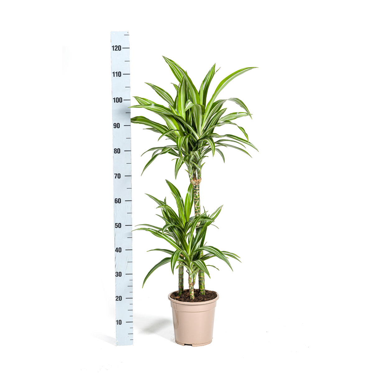 Duftender Drachenbaum „White Stripe“, Topf Ø 21 cm Bild 2