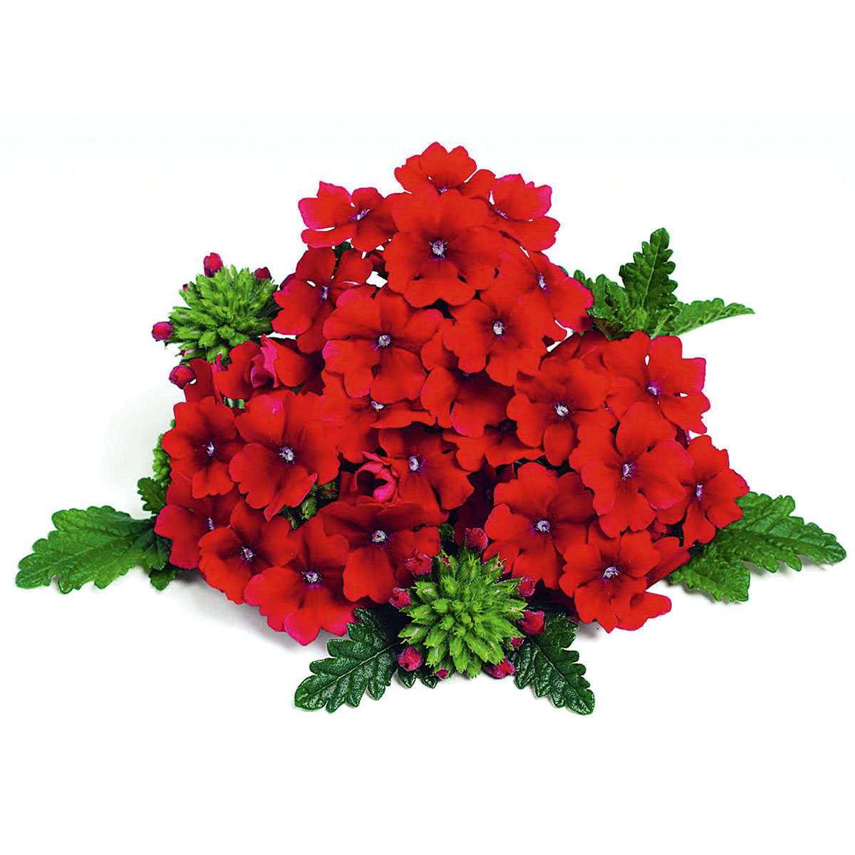 Plantiflor  Verbene Temari weiß und rosa/rot T10,5 Bild 5