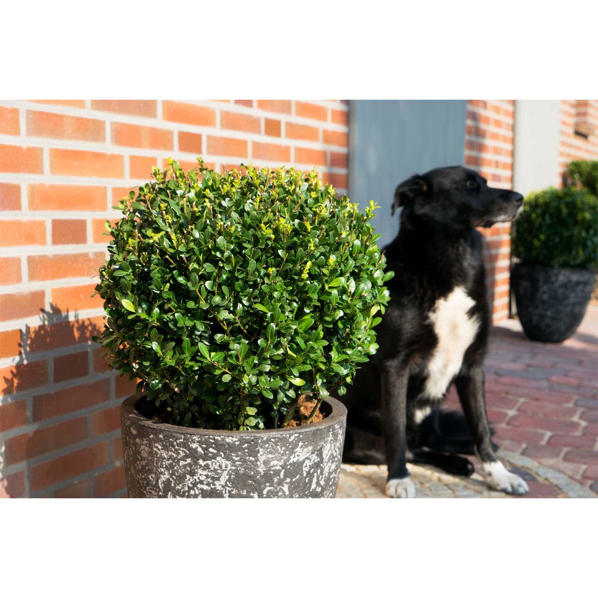 Plantiflor Grüne Stechpalme Robustico Kugel Topf Durchmesser 23 cm