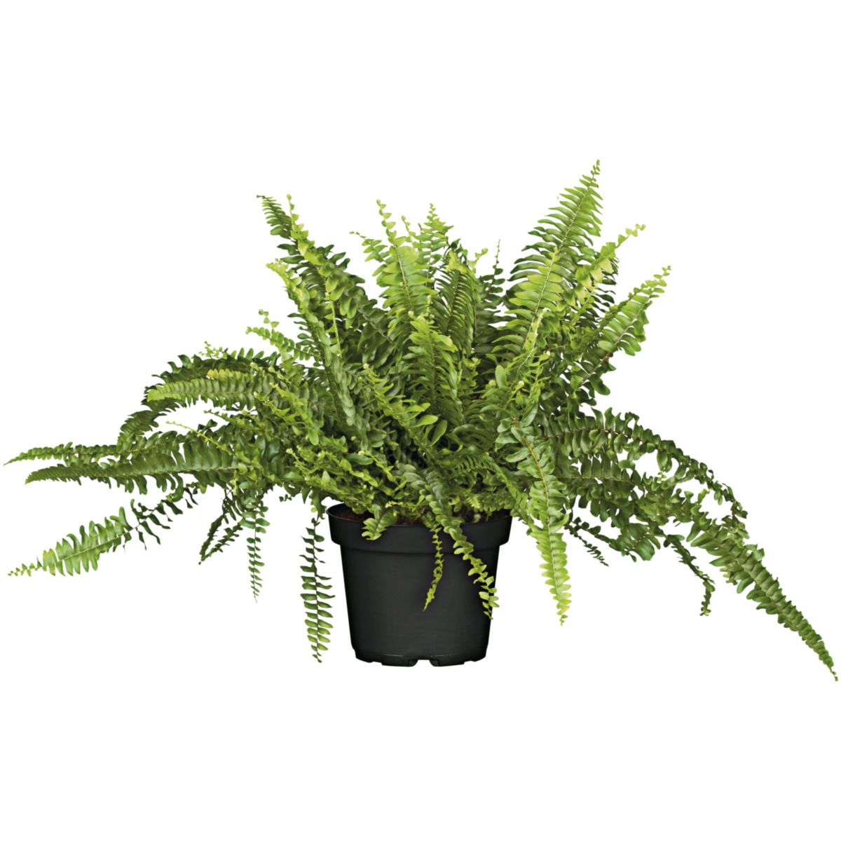 Plantiflor  Schwertfarn 35-40 cm T12/13