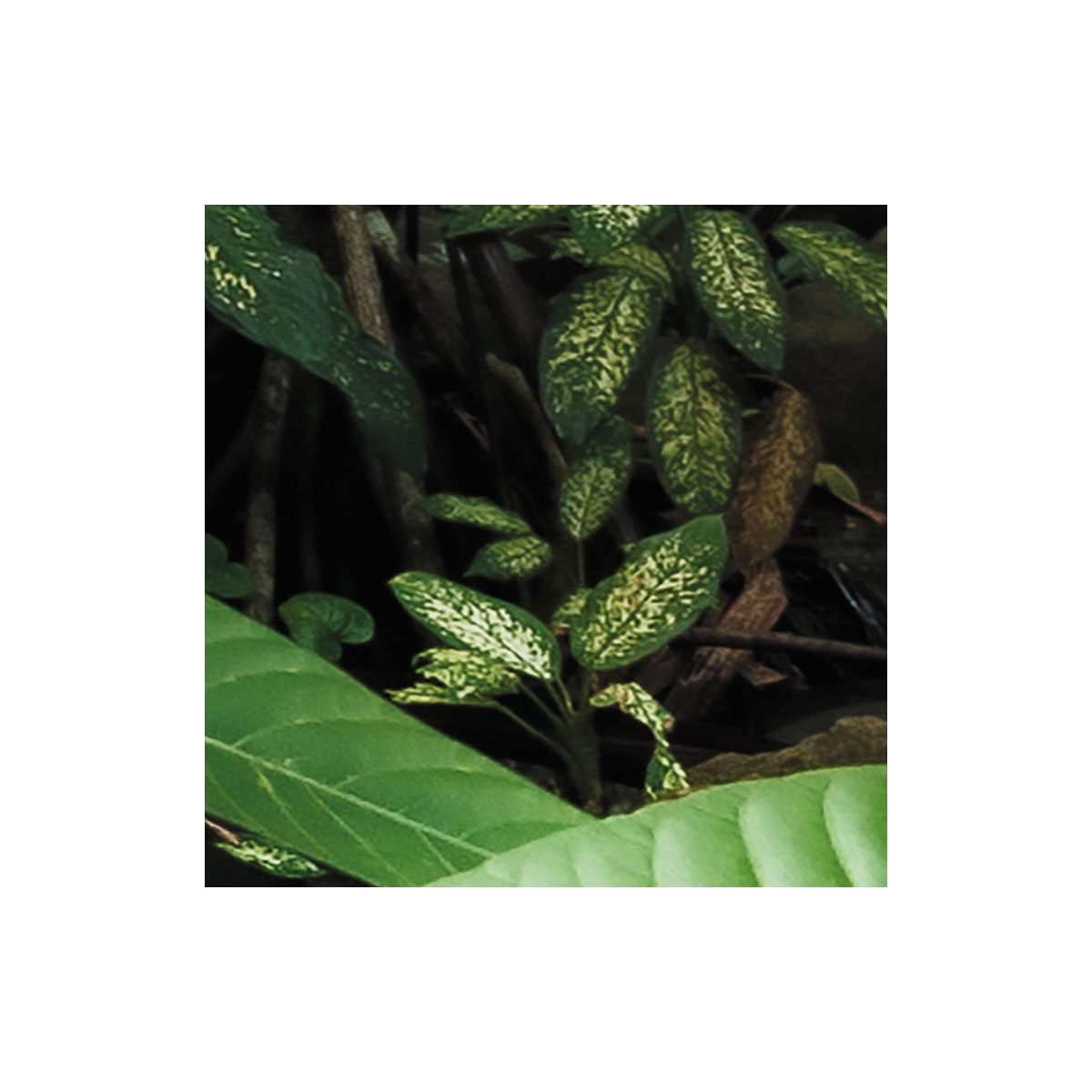 Komar  Vlies Fototapete Spirit 200x260 cm Bild 6