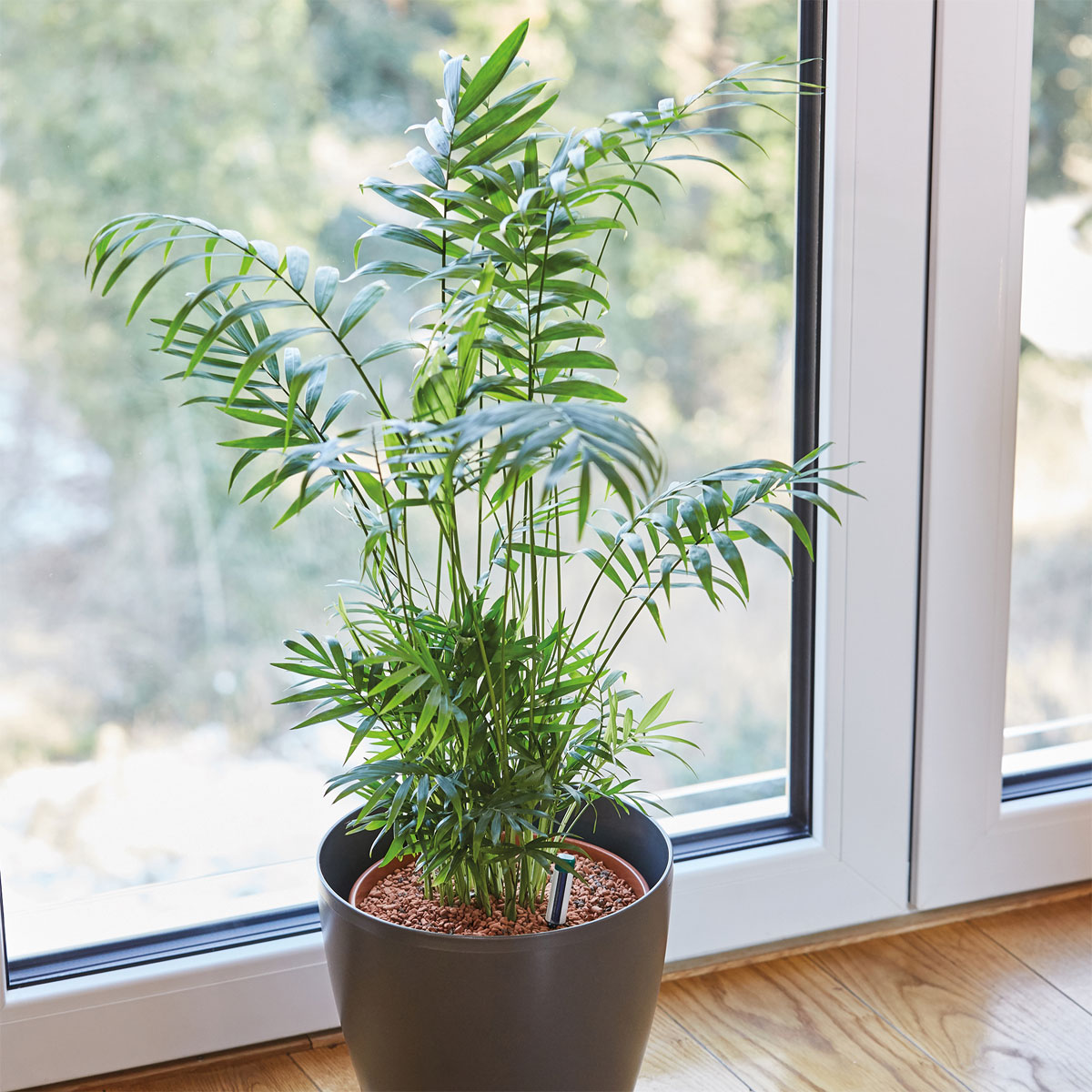 Seramis Substrat für Palmen 7 L Bild 6