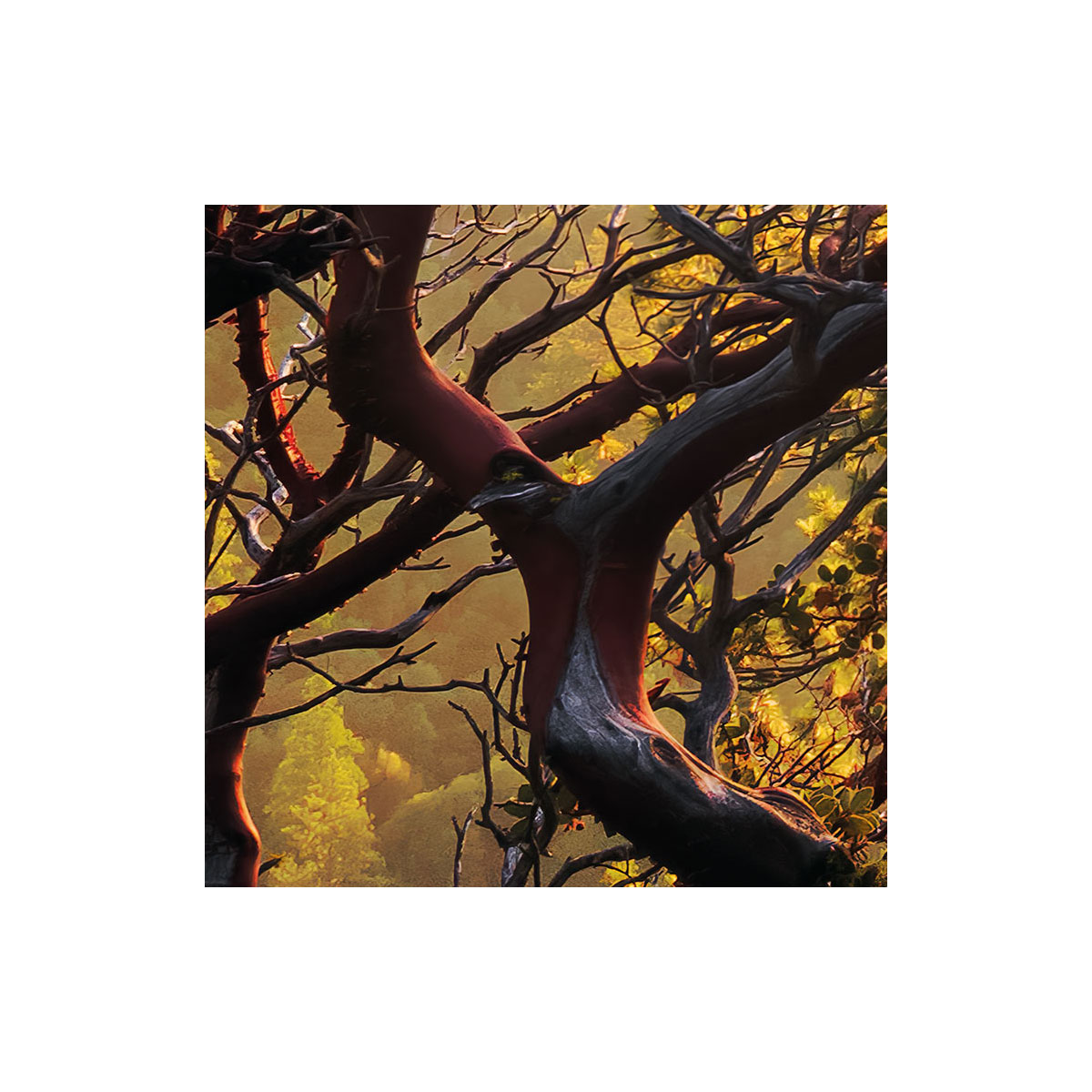 Komar  Vlies Fototapete Yosemites Secret 450x280 cm Bild 3