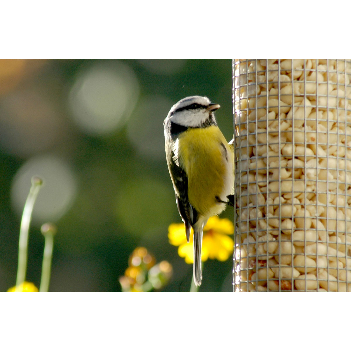 Futterspender 9,5 x 9,5 x 39 cm Metall Silber Bild 5