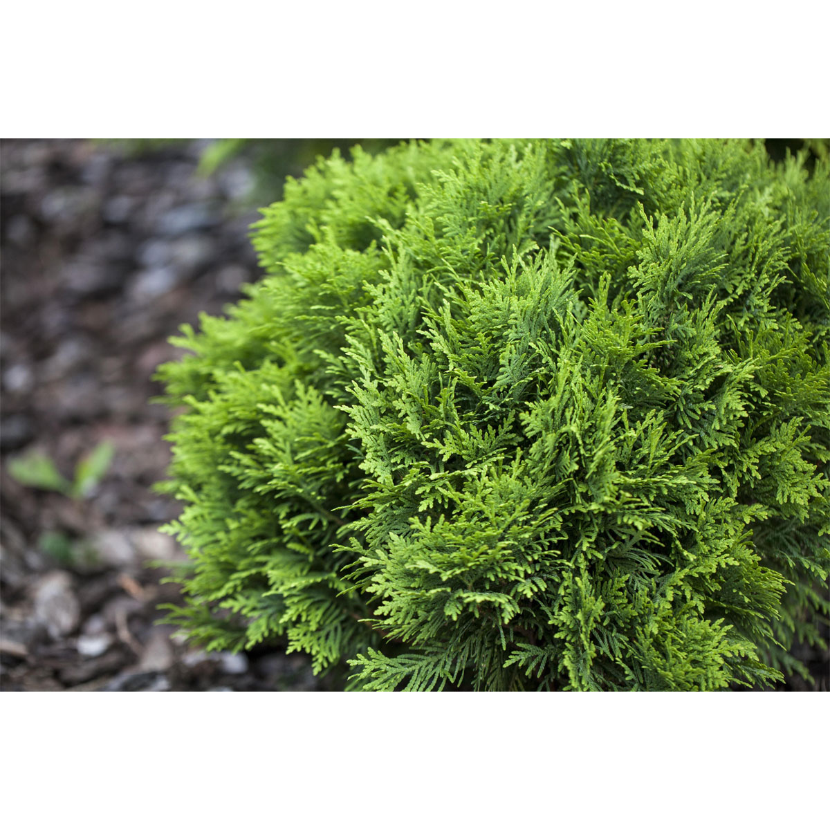 Plantiflor Zwergiger Kugel-Lebensbaum Danica Topf Durchmesser 17 cm