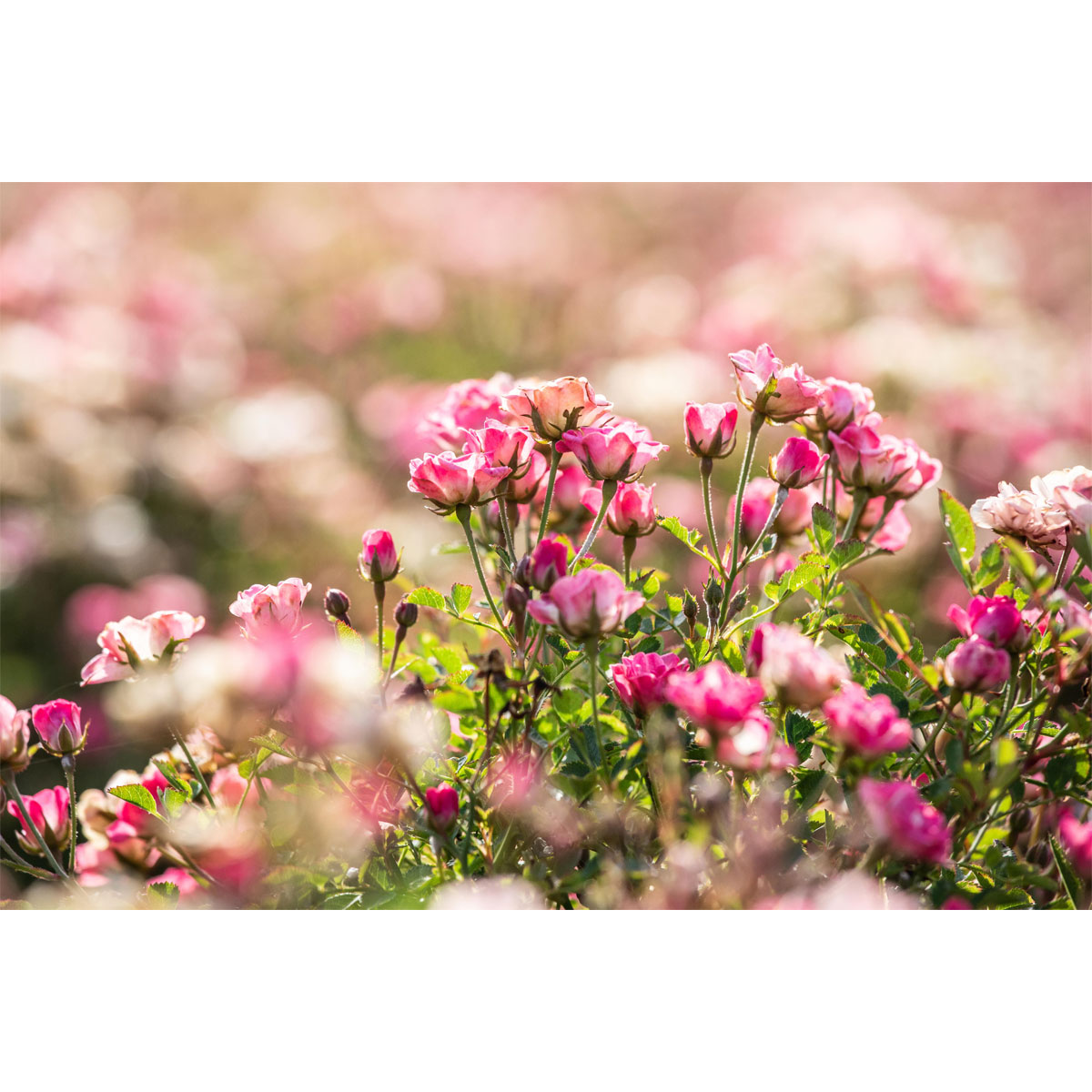 Plantiflor  Kleinstrauchrose Lilly Rose Topf Durchmesser 23 cm