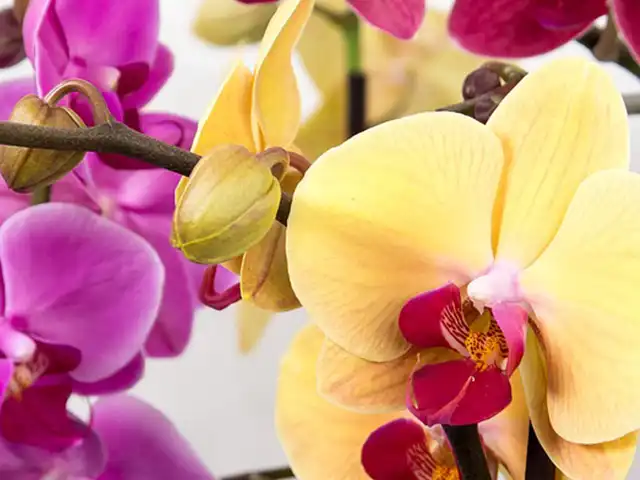 Gelbe und violette Orchideen blühen an Zweigen in einer dekorativen Anordnung.
