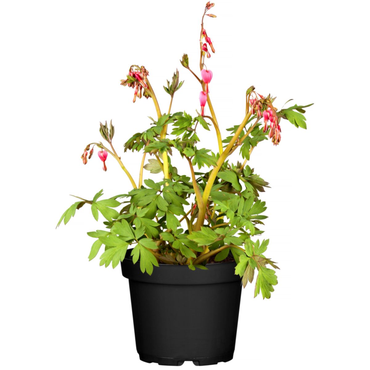 Plantiflor Dicentra spectabilis 12 cm Topf
