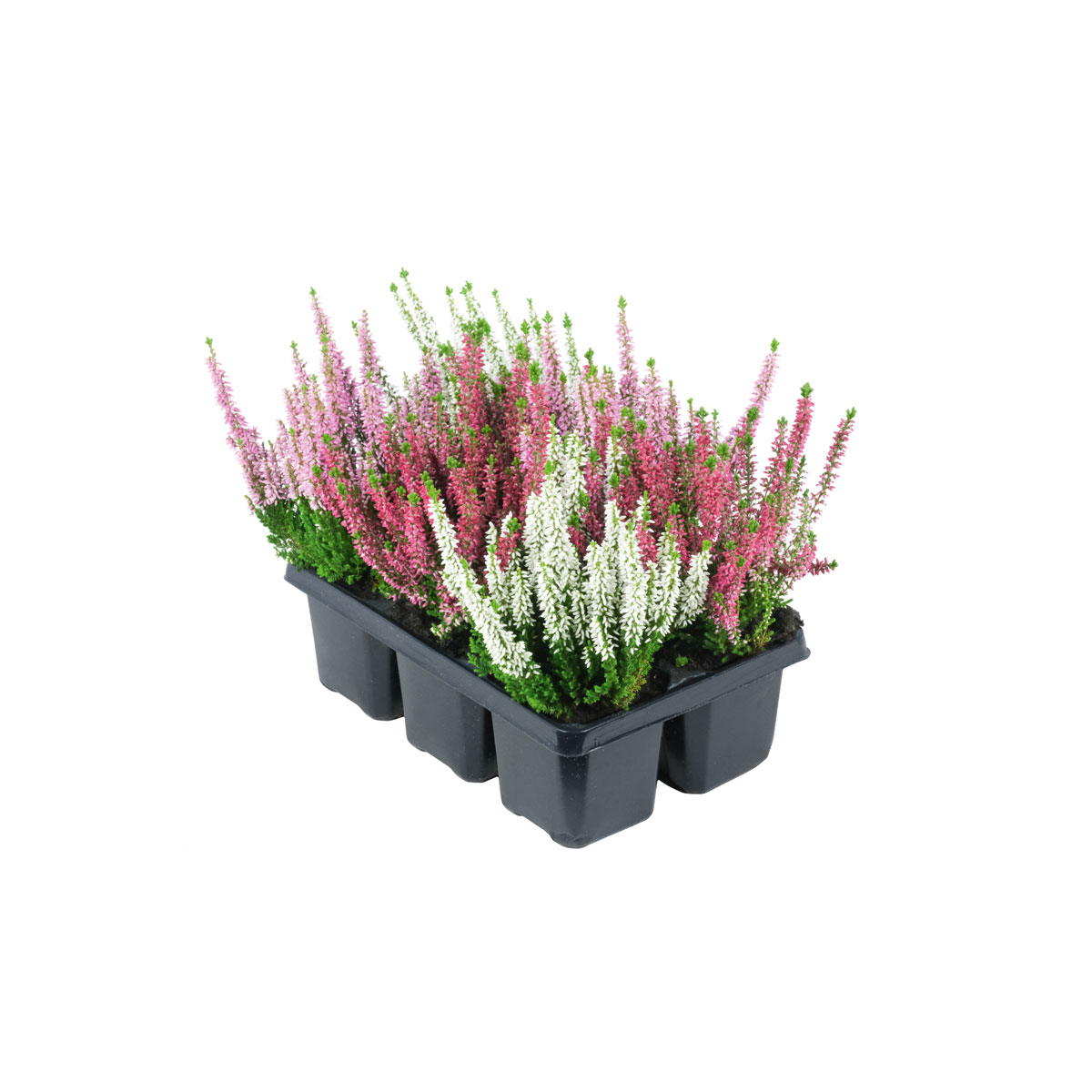 Plantiflor  Knospenheide Beauty Ladies Topf Durchmesser 9 cm 6er Pack