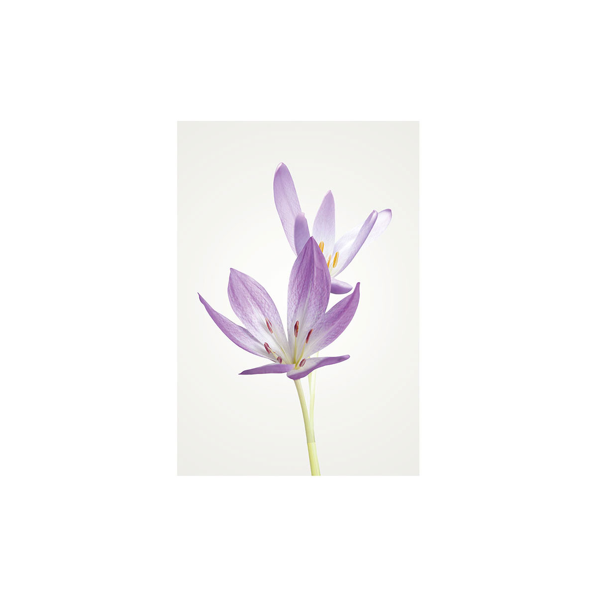Komar  Wandbild Autumn Crocus 30x40 cm Bild 2