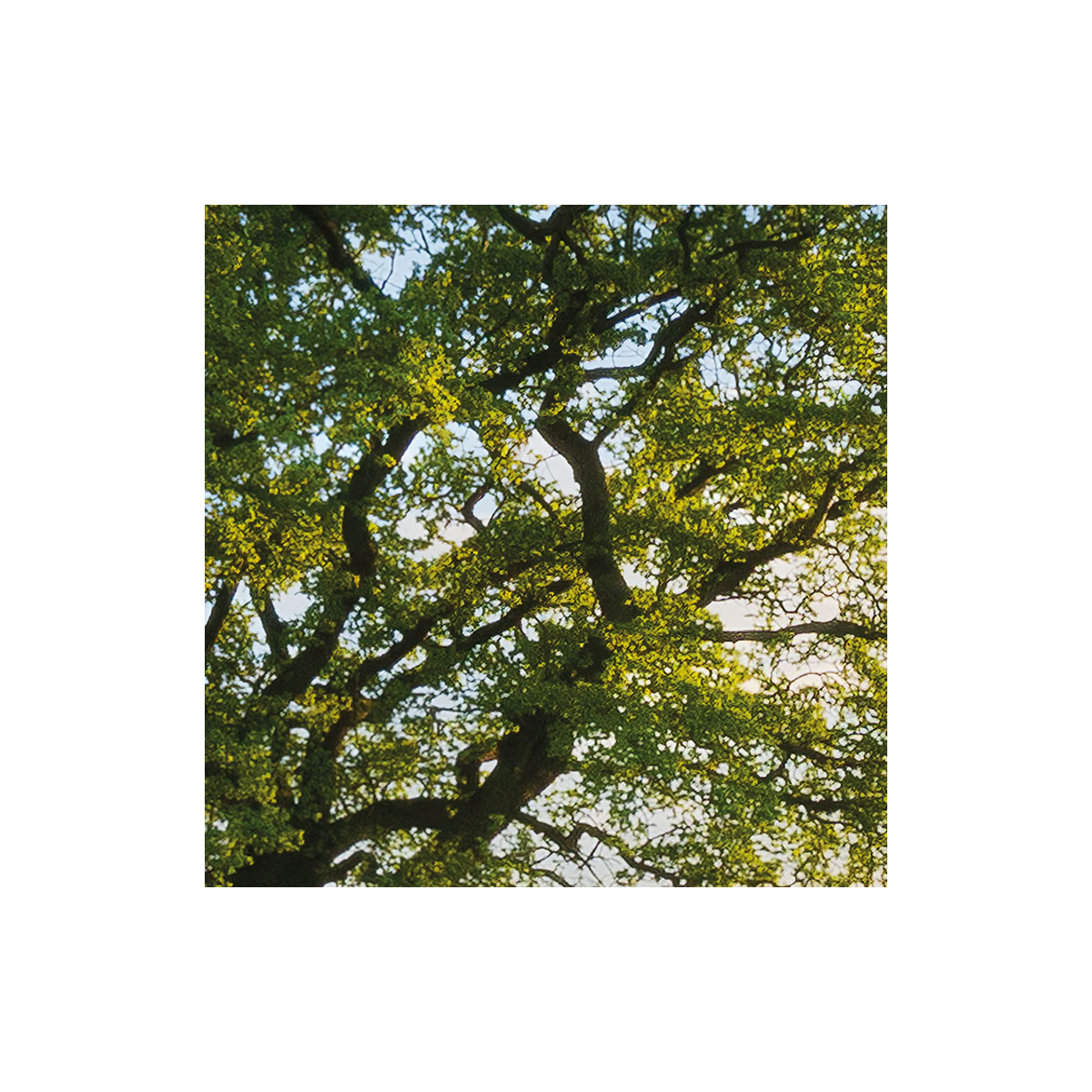 Komar  Vlies Fototapete Frühling auf dem Land 450x280 cm Bild 6